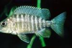 Fat Lip Cichlid, Lake Malawi, Cichlid [Cichlidae], AABV01P08_07