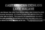 Sciaenochromis ahli, Lake Malawi, Cichlid, [Cichlidae]