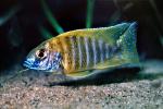 (Labidochromis mbenjii), [Cichlidae], Labroidei, Pseudocrenilabrinae, Perciformes, Lake Malawi Cichlids, AABV01P08_13