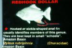 Redhook Dollar, (Myleus rubripinnis), [Characidae], Amazon Basin, Charican, Characidae, Characin, Characiformes
