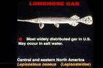 Longnose Gar, (Lepisosteus osseus), Lepisosteiformes, Lepisosteidae, AABV01P11_01
