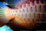 Asian Arowana, (Scleropages formosus), Osteoglossiformes, Osteoglossidae, endangered species, AABV01P11_03.1707
