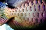 Asian Arowana, (Scleropages formosus), Osteoglossiformes, Osteoglossidae, endangered species, AABV01P11_03
