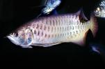 Asian Arowana, (Scleropages formosus), Osteoglossiformes, Osteoglossidae, endangered species, AABV01P11_04