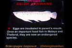 Asian Arowana, (Scleropages formosus), Osteoglossiformes, Osteoglossidae, endangered species, AABV01P11_06