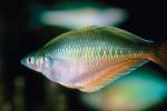 Rainbowfish, Banded Rainbowfish, (Melanotaenia trifasciata), AABV01P11_07.4093