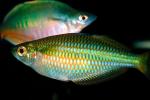 Rainbowfish, Banded Rainbowfish, (Melanotaenia trifasciata), AABV01P11_08.4093