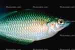 Rainbowfish, Banded Rainbowfish, (Melanotaenia trifasciata), AABV01P11_10.1707