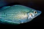 Rainbowfish, Banded Rainbowfish, (Melanotaenia trifasciata), AABV01P11_10