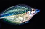 Rainbowfish, Banded Rainbowfish, (Melanotaenia trifasciata), AABV01P11_11