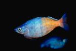 Rainbowfish, Banded Rainbowfish, (Melanotaenia trifasciata), AABV01P11_12.4093
