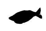 Rainbowfish silhouette, logo, Banded Rainbowfish, (Melanotaenia trifasciata), shape, AABV01P11_12M