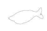 Rainbowfish, outline, Banded Rainbowfish, (Melanotaenia trifasciata), line drawing, shape, AABV01P11_12O