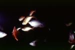 Rainbowfish, Banded Rainbowfish, (Melanotaenia trifasciata), AABV01P11_13