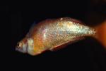 Rainbowfish, Banded Rainbowfish, (Melanotaenia trifasciata), AABV01P11_14.4093
