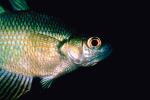 Rainbowfish, Banded Rainbowfish, (Melanotaenia trifasciata), AABV01P11_17.4093