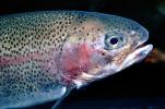 Rainbow Trout, AABV01P12_03