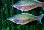 Rainbowfish, Banded Rainbowfish, (Melanotaenia trifasciata), AABV01P12_11