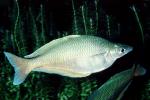 Rainbowfish, Banded Rainbowfish, (Melanotaenia trifasciata), AABV01P12_12