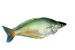 Rainbowfish, Banded Rainbowfish, (Melanotaenia trifasciata), AABV01P12_12F