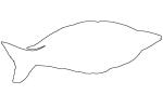 Rainbowfish outline, line drawing, Banded Rainbowfish, (Melanotaenia trifasciata), AABV01P12_12O