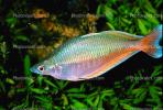 Rainbowfish, Banded Rainbowfish, (Melanotaenia trifasciata), AABV01P12_13.1707