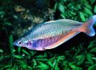 Rainbowfish, Banded Rainbowfish, (Melanotaenia trifasciata), AABV01P12_13