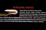 Electric Eel, (Electrophorus electricus), Siluriformes, Gymnotiformes, Gymnotidae, Electophoridae