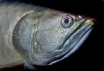 Australian Arowana, (Scleropages jardinii), freshwater bony fish, Osteoglossiformes, Osteoglossidae, Osteoglossinae, AABV01P13_15.1707