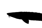 White Sturgeon silhouette, shape, logo, AABV01P13_18M