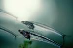 Glass Catfish, (Kryptopterus bicirrhis), Siluriformes, Siluridae, AABV01P14_06