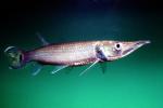 Pike Characin, Freshwater Barracuda, (Ctenolucius hujeta), Characiformes, Erythrinoidea, Ctenoluciidae, AABV01P14_09