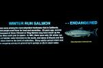 Winter Run Salmon, AABV01P14_15