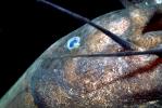 Electric Catfish Eye, (Malapterurus electricus), Malapteruridaehis