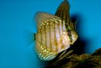 Discus Fish, (Symphysodon discus), Cichlid, Cichlidae, Perciformes, Heroini, Brazil, AABV01P15_01.2563