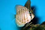 Discus Fish, (Symphysodon discus), Cichlid, Cichlidae, Perciformes, Brazil, Heroini , AABV01P15_01