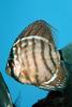 Discus Fish, (Symphysodon discus), Cichlid, Cichlidae, Perciformes, Heroini, Brazil, AABV01P15_02