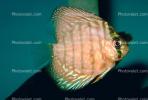 Discus Fish, (Symphysodon discus), Cichlid, Cichlidae, Perciformes, Heroini, Brazil, AABV01P15_03.1707