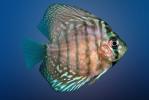 Discus Fish, (Symphysodon discus), Cichlid, Cichlidae, Perciformes, Brazil, Heroini , AABV01P15_03