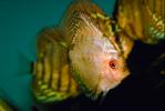 Discus Fish, (Symphysodon discus), Cichlid, Cichlidae, Perciformes, Heroini, Brazil, AABV01P15_06.2563