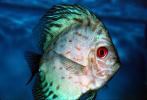 Discus Fish, (Symphysodon discus), Cichlid, Cichlidae, Perciformes, Heroini, Brazil, AABV01P15_08