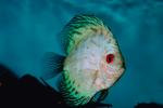 Discus Fish, (Symphysodon discus), Cichlid, Cichlidae, Perciformes, Heroini, Brazil, AABV01P15_09.4093