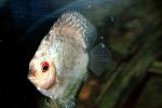 Discus Fish, (Symphysodon discus), Cichlid, Cichlidae, Perciformes, Heroini, Brazil, AABV01P15_10