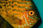 Discus Fish, (Symphysodon discus), Cichlid, Cichlidae, Perciformes, Heroini, Brazil, AABV01P15_11.4093