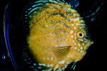 Discus Fish, (Symphysodon discus), Cichlid, Cichlidae, Perciformes, Heroini, Brazil, AABV01P15_13.2563