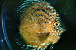 Discus Fish, (Symphysodon discus), Cichlid, Cichlidae, Perciformes, Brazil, Heroini , AABV01P15_13