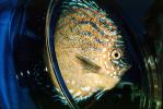 Discus Fish, (Symphysodon discus), Cichlid, Cichlidae, Perciformes, Heroini, Brazil