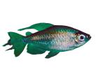Congo Tetra, (Phenacogrammus interruptus), Characiformes, [Alestidae], African tetra family, photo-object, object, cut-out, cutout, AABV01P15_17F