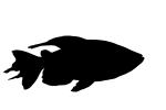 Congo Tetra silhouette, (Phenacogrammus interruptus), Characiformes, [Alestiidae], African tetra family, shape, logo, AABV01P15_17M