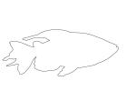 Congo Tetra outline, (Phenacogrammus interruptus), Characiformes, [Alestidae], African tetra family, line drawing, shape, AABV01P15_17O
